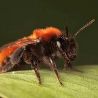 Tawny Mining Bee 4 